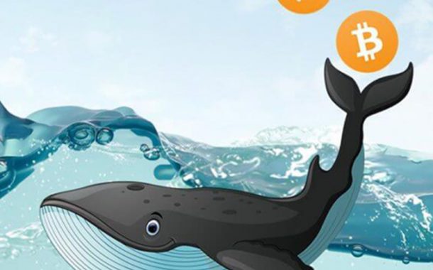 ورود 254 نهنگ جدید به بازار بیت کوین